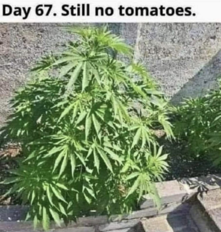 Screenshot_20240811_103139_Imgur.jpg