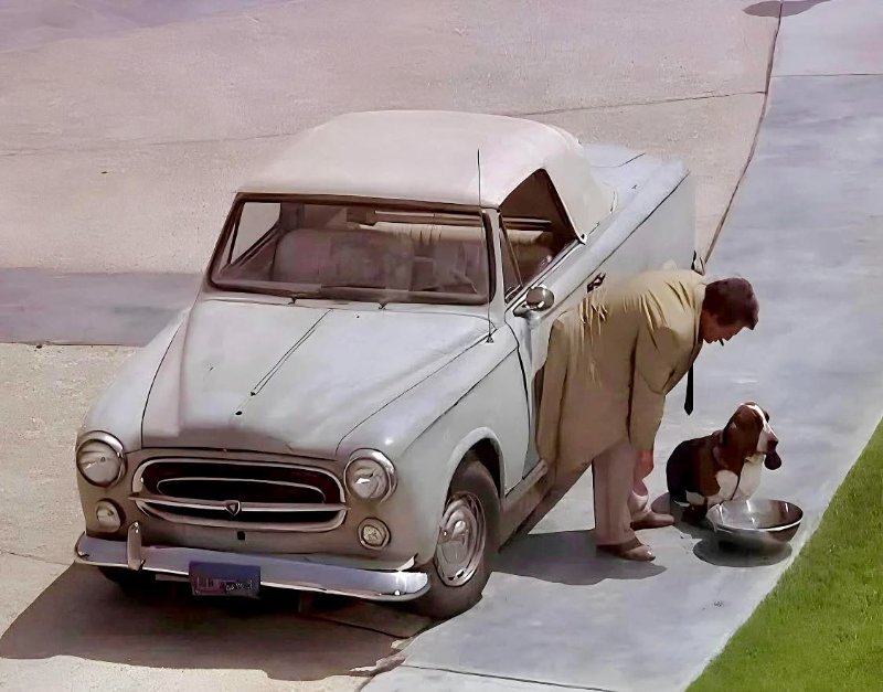 columbo pug 1369_n.jpg