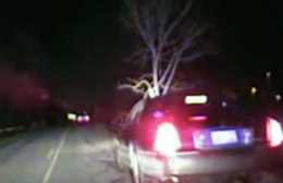woman-driving-drunk-with-tree-in-car_dpnwdx.jpg