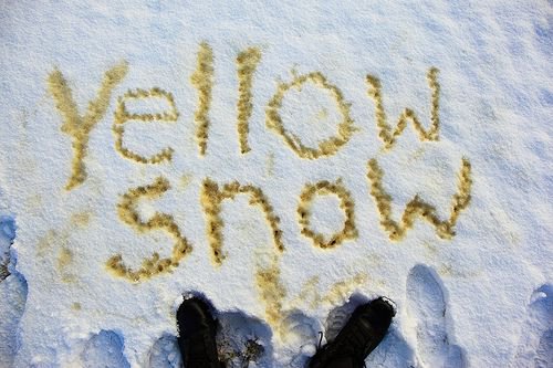 yellow snow.jpg