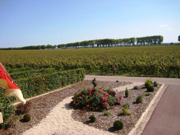 Wine vineyard.jpg