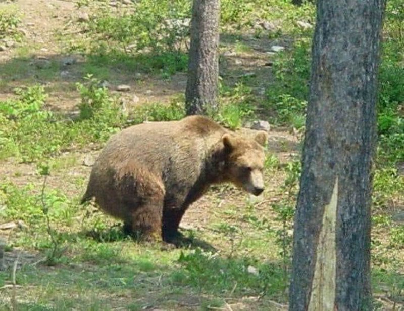73521