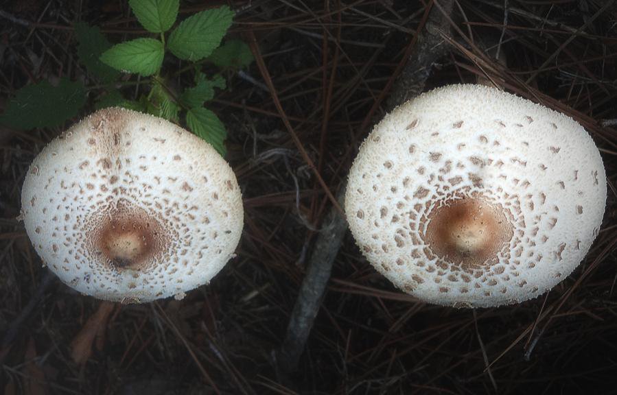 nice-pair-of-mushrooms.jpg